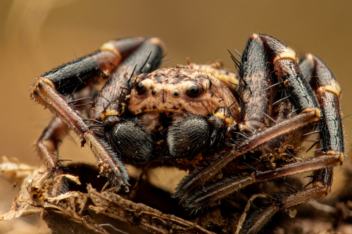 Xysticus lineatus nuotrauka