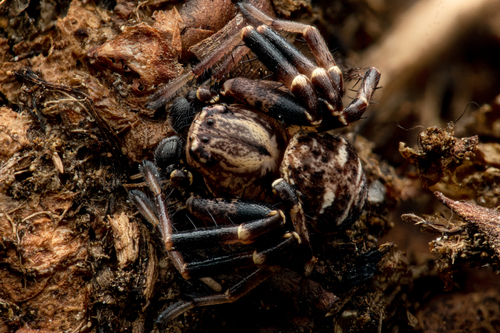 Xysticus lineatus nuotrauka