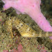 Observation photo