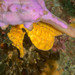 Observation photo