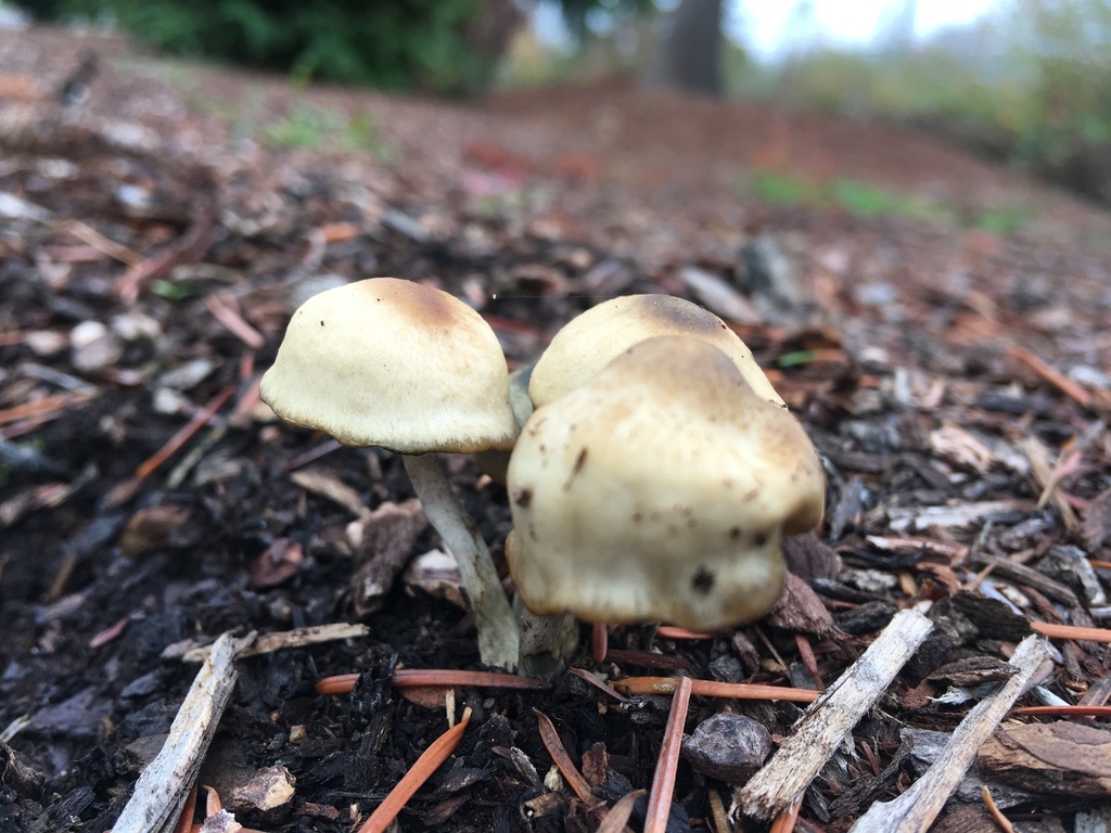 Psilocybe Baeocystis From Lane County Fairgrounds Eugene OR US On Psilocybe Baeocystis From Lane County Fairgrounds Eugene OR US On