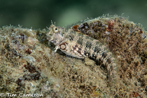 Salarias guttatus Valenciennes, 1836