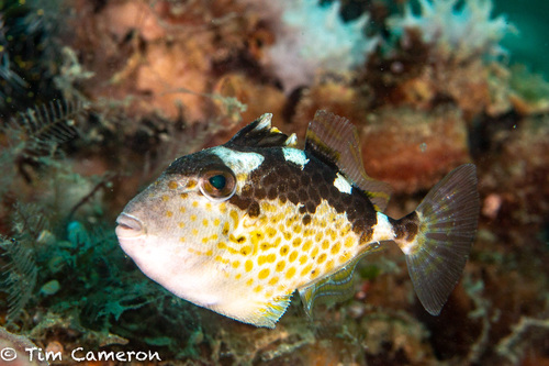 Starry Triggerfish