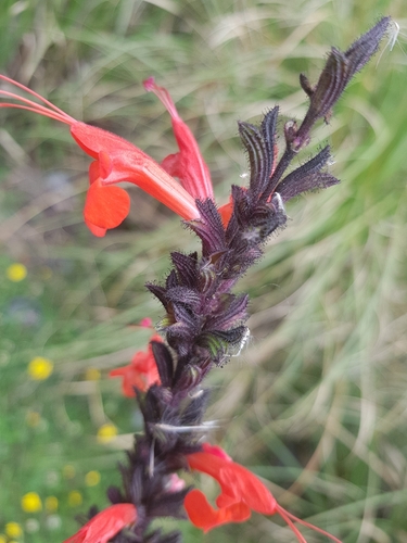 Salvia hirtella