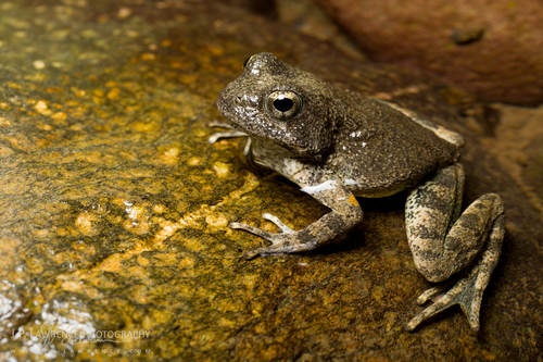 Foothill Yellow-legged Frog