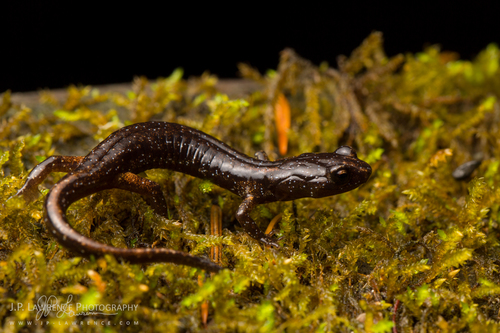 Wandering Salamander