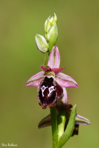 Ophrys reinholdii
