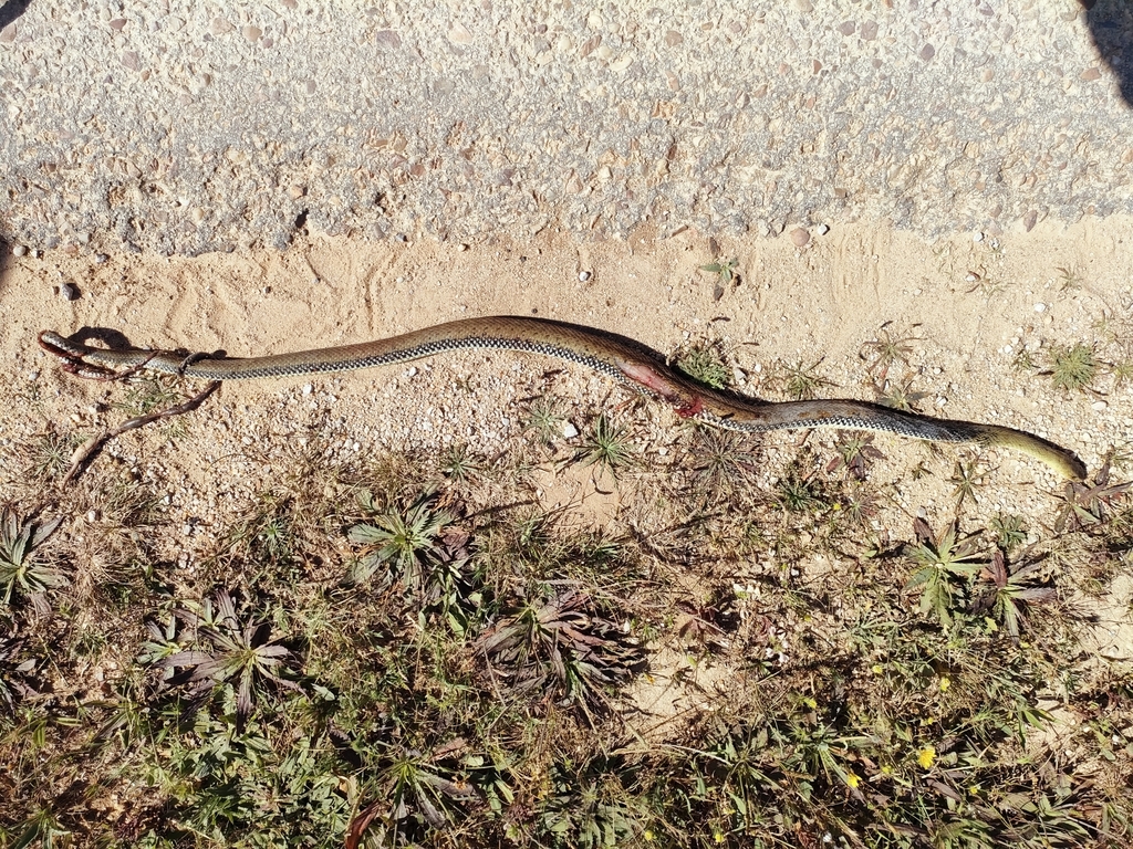 Western Montpellier Snake from Cabo Espichel on May 04, 2023 at 04:41 ...