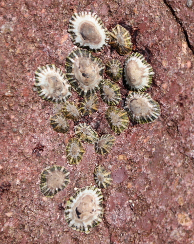 Siphonaria maura
