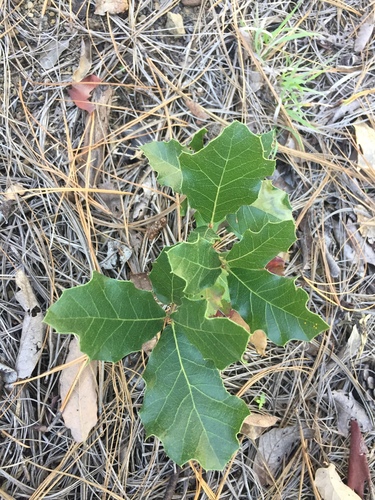 Quercus hirtifolia