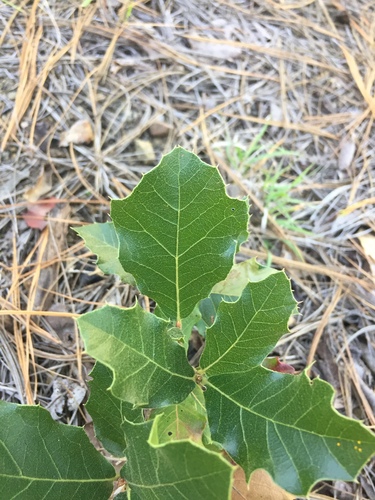 Quercus hirtifolia