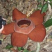 Rafflesia kerrii - Photo (c) dolores_schuetz, todos los derechos reservados