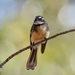 Grey Fantail - Photo (c) nick_rogers, all rights reserved