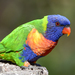 Rainbow Lorikeet - Photo (c) nick_rogers, all rights reserved