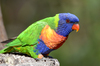 Rainbow Lorikeet - Photo (c) nick_rogers, all rights reserved
