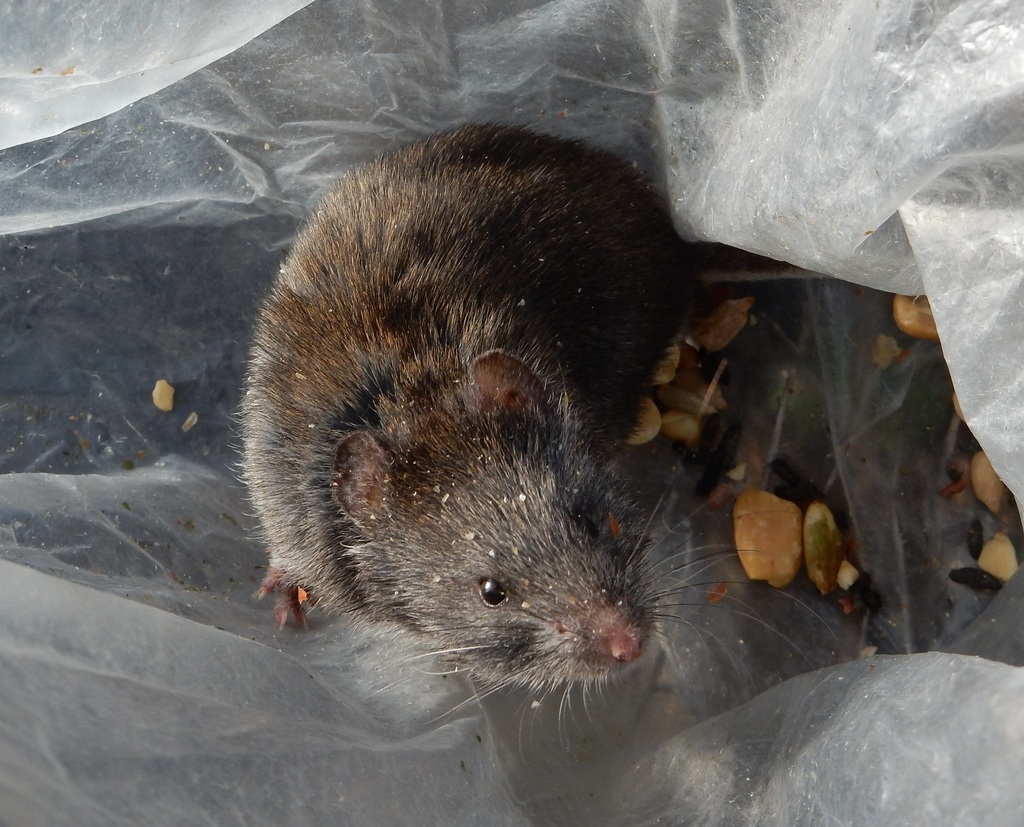 Hairy Soft-haired Mouse (Abrothrix hirta)