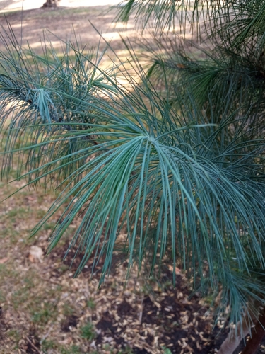 big-cone pinyon