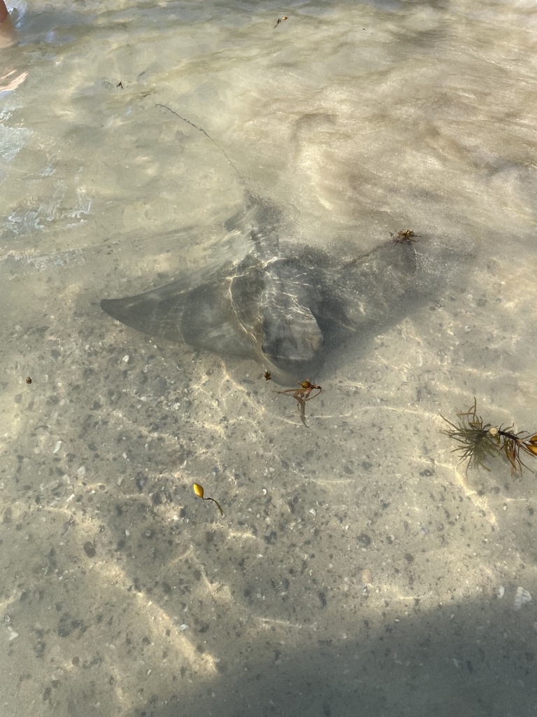 new-zealand-eagle-ray-from-boat-harbour-beach-bendalong-nsw-au-on