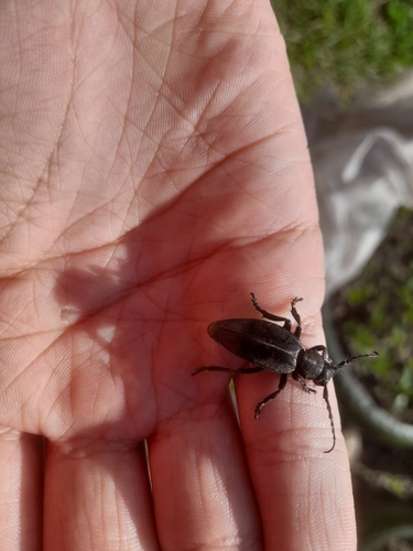 Dorcadion carinatum