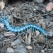 Common Desert Centipede - Photo (c) Matt Gruen, all rights reserved, uploaded by Matt Gruen