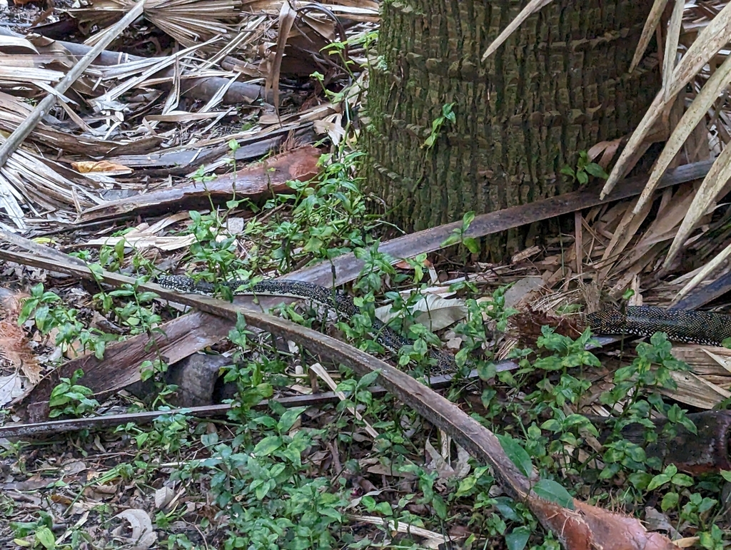 Diamond Python from Gosford - West, AU-NS, AU on May 06, 2023 at 03:57 ...