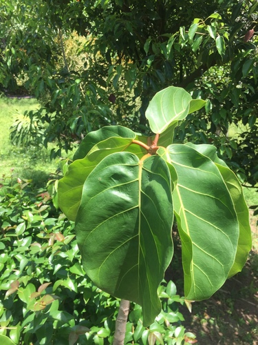 Giantleaf Fig