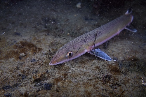 Ryan Photographic - Gonorhynchidae - Sandfish, sand eels, beaked salmon