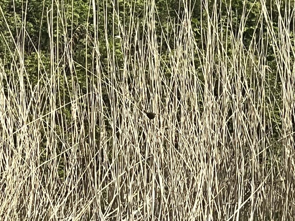 Eurasian Wren from Twycross Zoo, Atherstone, England, GB on May 5, 2023 ...