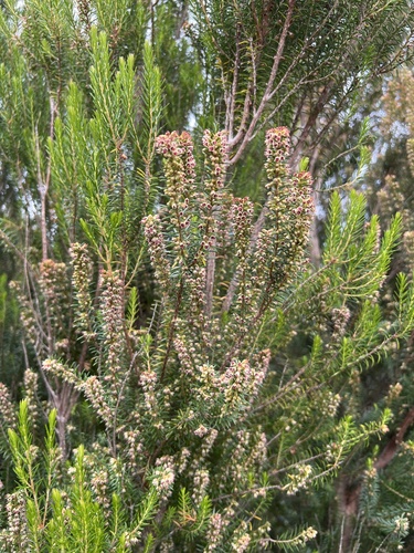 Island Besom Heath