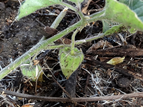 Variety Physalis pubescens grisea · iNaturalist