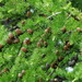 Larix gmelinii olgensis - Photo (c) SNV, todos los derechos reservados