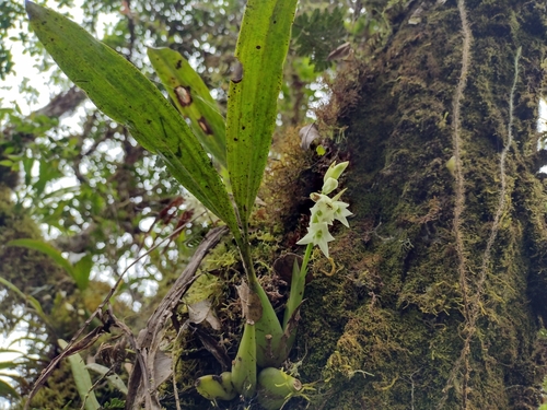 Coelogyne bicamerata