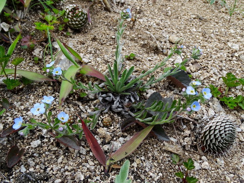 Eritrichium incanum