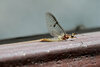 Ephemera axillaris - Photo (c) Fan Gao, all rights reserved, uploaded by Fan Gao