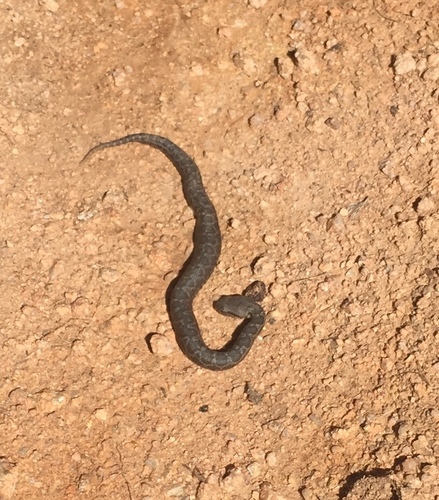 Moorish Viper