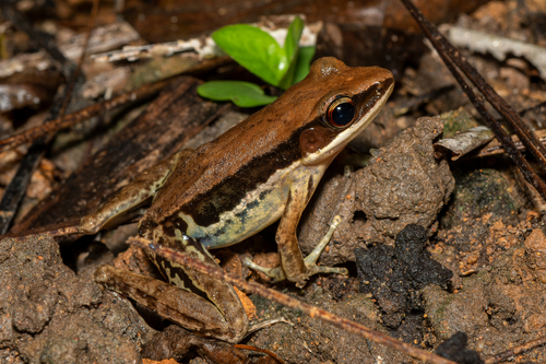 Sylvirana malayana Sheridan & Stuart, 2018