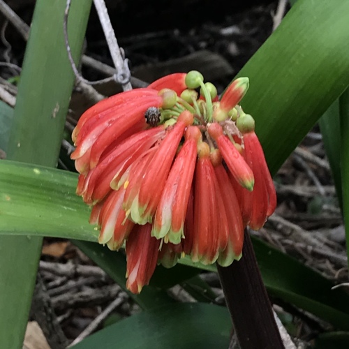 Clivia nobilis