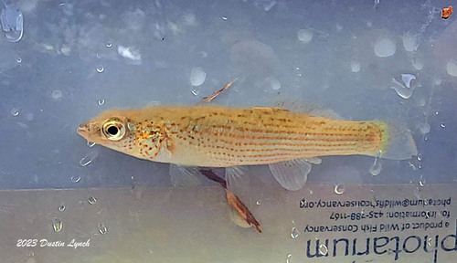 Ouachita Studfish