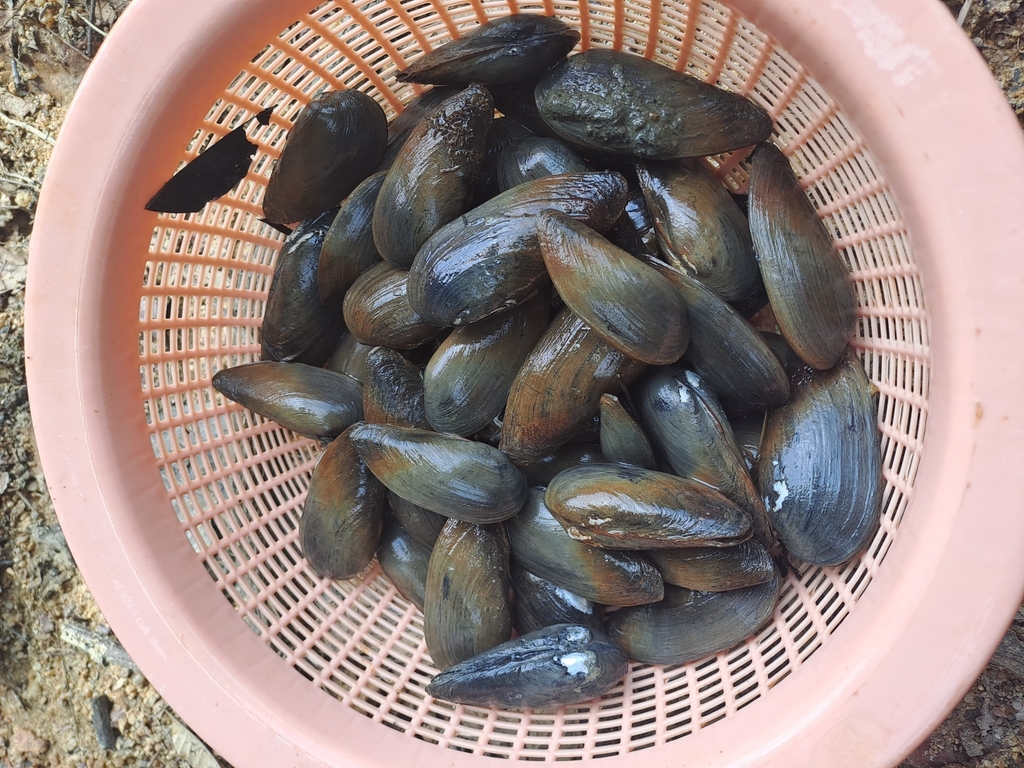 phylum mollusca mussels