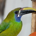 Northern Emerald-Toucanet - Photo (c) Dan Riley, all rights reserved, uploaded by Dan Riley