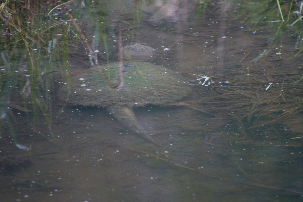 Common Snapping Turtle from Highland II, NE, USA on May 6, 2023 at 11: ...