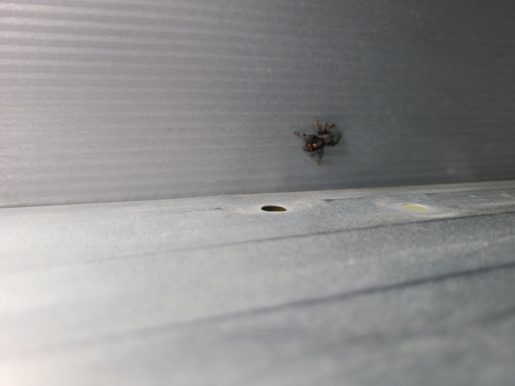 bold-jumping-spider-from-filer-id-83328-usa-on-may-4-2023-at-09-36