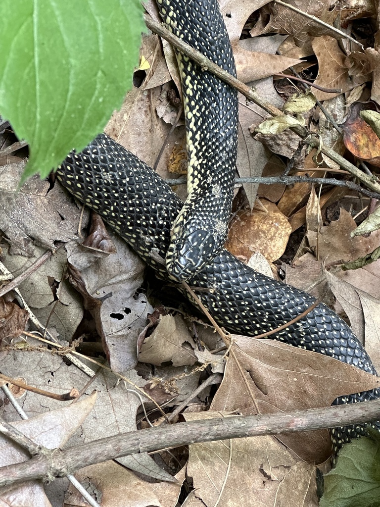 Speckled Kingsnake from Shelby Farms Park, Memphis, TN, US on May 6 ...