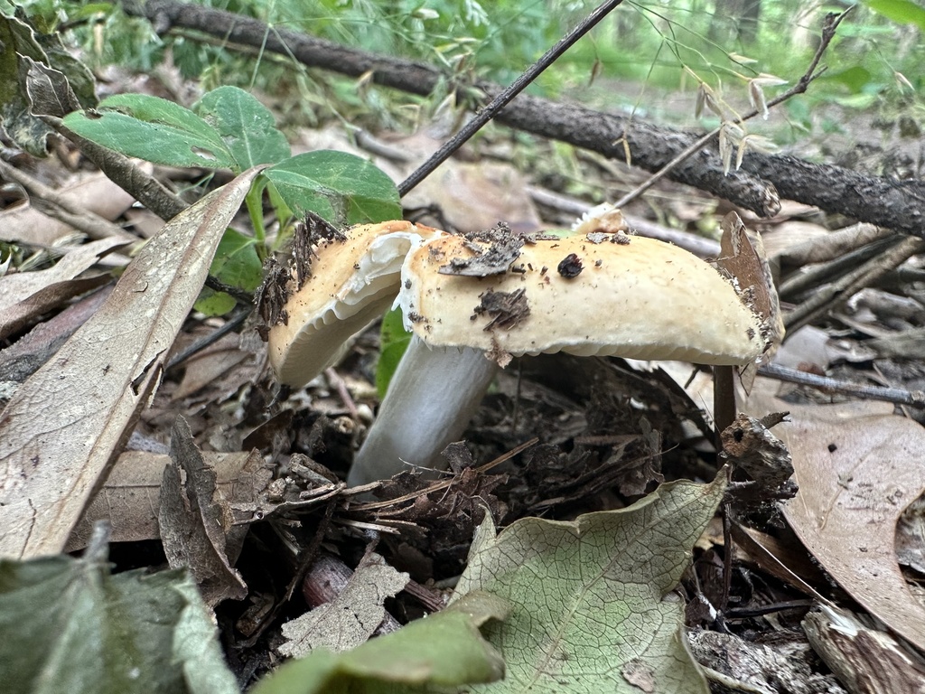 Xerampelinae from Wolf River, Germantown, TN, US on May 6, 2023 at 11