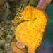 Observation photo