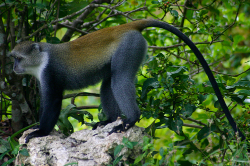 Blue Monkey