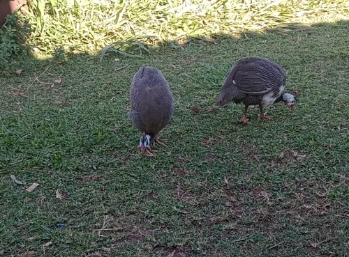 Domestic Guineafowl