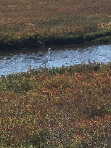 iNaturalist observation photo of Snowy Egret