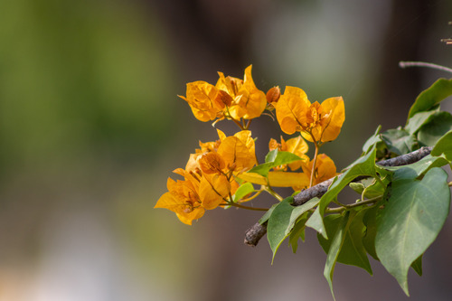 beautiful bougainvillea