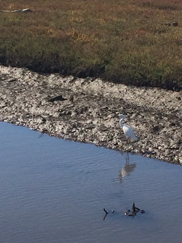 iNaturalist observation photo of Snowy Egret